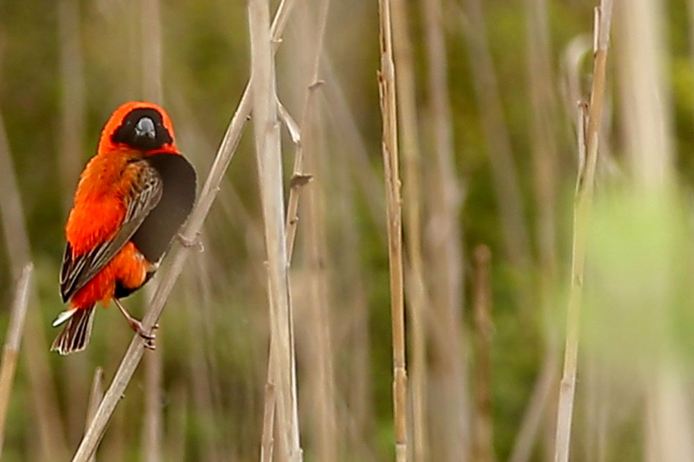 skeiding_activities_orangebird