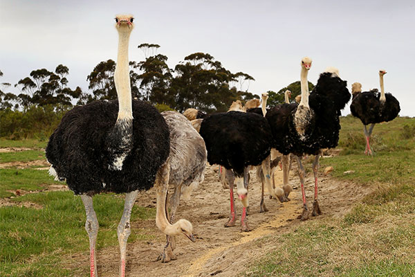 Skeiding_ostriches